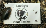 Buffalo Beetle/lesser Mealworm Cleanup Crew/small Feeders 450+ Adults Larva. Fixed Price $17.75.