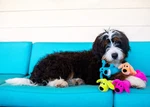 Multipet Loofa Dog Squeaker Plush Cuddle Toy.. Fixed Price $8.99.