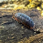 Factory 12+ Sinodillo Sp. Vietnam Isopods Rare Bioactive Clean Up Crew. Fixed Price $69.95.