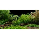 Awert Aquarium Background River Bed Lake Aquatic Plant Fish Tank .... Fixed Price $13.74.