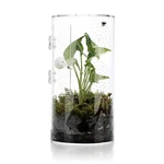 Jumping Spider Enclosure, 11.5 *6 Air Hole 3/64" Micro Ha. Fixed Price $38.28.