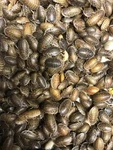 Dubia Roaches - Small, Medium, Large & Feeder Males Live Arrival Guaranteed. Fixed Price $16.00.