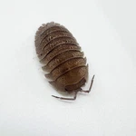 Factory 15+ Armadillidium Scaberrimum Sandstone Isopods Bioactive Clean. Fixed Price $23.95.