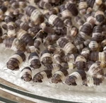 100+ Cubaris Sp. Panda King Isopods Rare Roly Poly Pill Bug Bioactive Cuc Lag. Fixed Price $70.00.