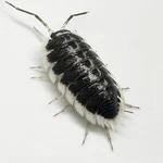 Factory 25+ Porcellio Flavomarginatus Isopods Bioactive Clean Up Crew. Fixed Price $149.95.