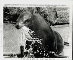 1972 Press Photo Seal Drinking Water From Bubbler Lincoln Park Zoo, Illinois. Fixed Price $24.99.