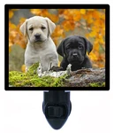 Dog Decorative Photo Night Light, Yellow And Black Labs, Labrador Retriever. Fixed Price $26.99.