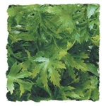 Zoo Med Natural Bush Cannabis Plant (size Options). Fixed Price $7.89.