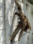 Prime Driftwood Fish Aquariums Decor Stump Natural Reptile Tank Medium. Fixed Price $12.00.