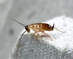 500+ Turkestan Red Runner Roaches 'blatta Lateralis' - (1/4" Live Feeder Insect). Fixed Price $59.95.