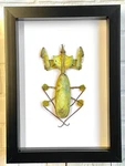 Devil's Praying Flower Stick Insect (idolomantis Diabolica) Frame Display. Fixed Price $72.54.
