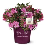 Encore Azalea 1 Gal. Autumn Sangria Shrub. Fixed Price $41.63.