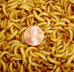 Bulk Live Mealworms - 2000 Count Bird Predator Foods. Fixed Price $36.14.