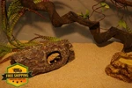Aqua Kt Reptile Cork Bark Hide Hollow Log Snake Gecko Terrarium Decor. Fixed Price $34.99.