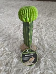 Komodo Living Natural Moon Cactus Figurine Resin 7.5 High Density Easy Clean. Fixed Price $10.00.
