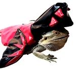 Thrills & Chills Halloween Devil Breaded Dragon Reptile Costume Brand New. Fixed Price $8.49.