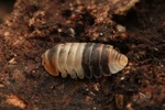 Cubaris Sp. 'white Shark' Isopod - Bioactive Clean Up Crew Choose Your Count. Fixed Price $25.00.