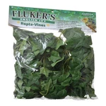 English Ivy Repta-vines 6' Long By Flukers. Fixed Price $25.08.