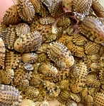Mixed Size Discoid Pet Feeders - Florida Legal Insect Roaches Med & Large. Fixed Price $88.98.
