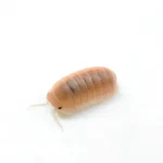 Factory 15+ Cubaris Murina Papaya Isopods Bioactive Clean Up Crew. Fixed Price $24.95.