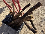 Cholla Cactus Skeletons Can Get You How Much Ever Fit In Box!!. Fixed Price $80.00.