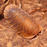 10+CT Troglodillo Sunset Rare 2 Day Shipping Isopod Bioactive Cleanup Crew. Fixed Price $80.00.