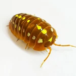 Factory 12+ Armadillidium Klugii Orange Montenegro Isopods Bioactive. Fixed Price $34.95.