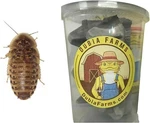 100CT Extra Small Live Dubia Roaches- Reptile Feeders. Fixed Price $13.99.