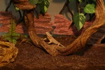 Reptile Twist Climber Vine Bendable Branch Lizard Snake Bearded Dragon Crested. Fixed Price $34.80.