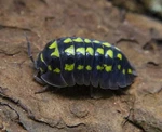 25+ Armadillidium Gestroi Isopods Bioactive Vivarium Clean Up Crew Yellow. Fixed Price $30.00.