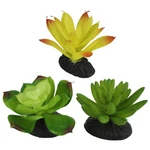 Komodo Desert Succulent Plant Yellow & Green, 1 EACH/3 Pack By. Fixed Price $17.88.