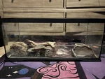 Zoo Med Reptihabitat Bearded Dragon Kit 20 Gal.. Fixed Price $175.00.