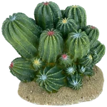 Komodo Barrel Cactus. Fixed Price $20.99.