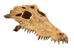 Exo Crocodile Skull Terrarium One Size, Multi. Fixed Price $22.83.