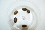 Reptile Feeder Bugs: 50 - 200 Large Dubia Roaches. Fixed Price $20.00.