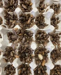 Dubia Roaches - Small, Medium, Large Males Live Arrival Gua Reptile Feeders. Fixed Price $22.98.