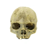 Jihaqua Aquarium Resin Skull, Reptile Tank Accessories Ornament Basking Snake.... Fixed Price $14.99.
