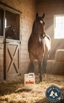 Farnam Redglo Liquid Multi-vitamin Energy And Iron Boost For Horses 1 Gallon. Fixed Price $69.99.