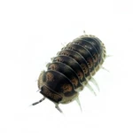 Factory 12+ Cubaris Sp. Happy Nun Isopods Bioactive Clean Up Crew. Fixed Price $34.95.