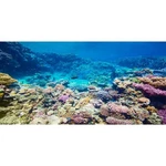 Awert Aquarium Background Coral Reef Tropical Fish 72 X 24 In,. Fixed Price $19.58.