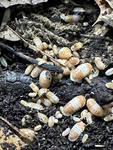 20+ Cubaris Sp. Red Panda King Isopods Bioactive Cuc Lag Rare Roly-poly. Fixed Price $65.00.
