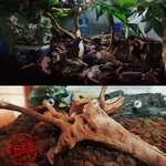 Tfwadmx Reptile Bark Bedding 15.8OZ Tortoise Pine Chips. Fixed Price $20.00.