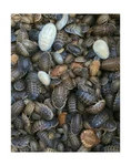 Dubia Roaches 200 Large. Fixed Price $46.31.