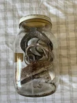 Preserved Snake Specimen In Glass Jar Reptile Species. Fixed Price $37.00.