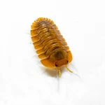 Factory 6+ Troglodillo Sp. Sunset Isopods Bioactive Clean Up Crew. Fixed Price $69.95.