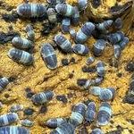 Factory 50+ Cubaris Sp. Panda King Isopods Bioactive Clean Up Crew. Fixed Price $39.95.