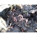 Red Worm Starter Colony *seeds Of Life* The Best For Your Organic Bin. Fixed Price $18.99.