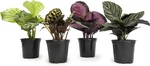 Live Calathea Houseplant (4 Pack), Pet Safe Plants For Cats & Dogs, Makoyana, Ra. Fixed Price $75.37.
