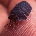 Factory 30+ Cubaris Sp. Blue Pigeon Isopods Bioactive Terrarium Clean Up. Fixed Price $59.95.