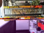 Exo PT2611 Large Glass Terrarium 36 18 12. Fixed Price $200.00.